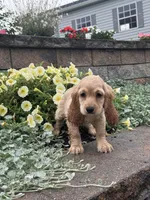 Coco, a female Cocker Spaniel for sale in Seneca Falls, NY – 4 of 4