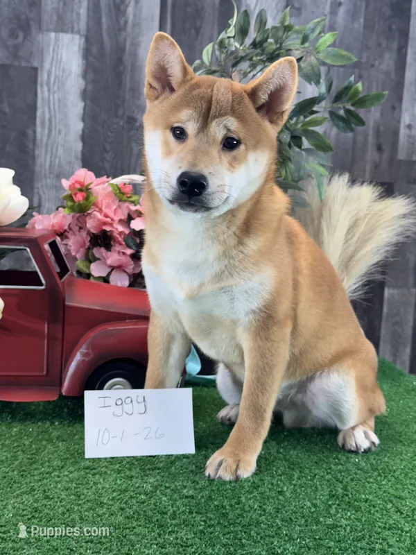 Iggy – Shiba Inu puppy for sale in Seneca Falls, NY
