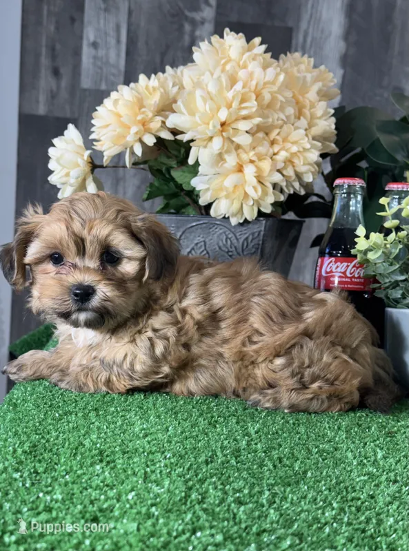 Alex – Maltipoo puppy for sale in Seneca Falls, NY