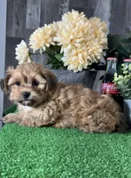 Alex, a male Maltipoo for sale in Seneca Falls, NY – 1 of 5