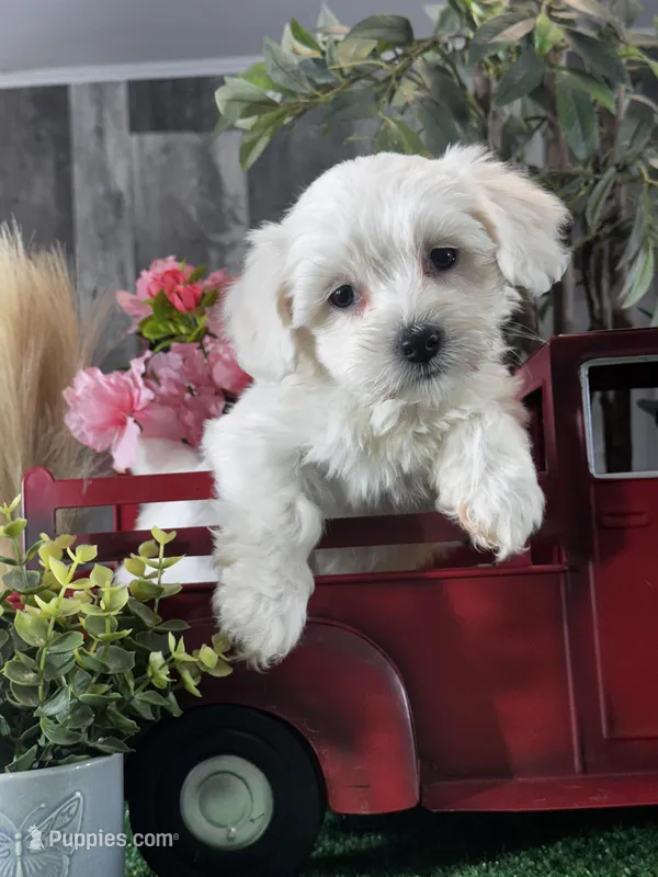 Callie – Coton de Tulear puppy for sale in Seneca Falls, NY