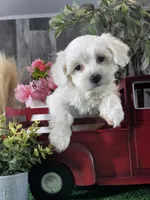 Callie, a female Coton de Tulear for sale in Seneca Falls, NY – Photo 1 of 4