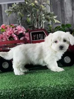 Callie, a female Coton de Tulear for sale in Seneca Falls, NY – Photo 3 of 4