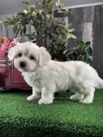 Callie, a female Coton de Tulear for sale in Seneca Falls, NY – Photo 4 of 4