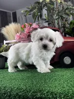 Callie, a female Coton de Tulear for sale in Seneca Falls, NY – Photo 2 of 4
