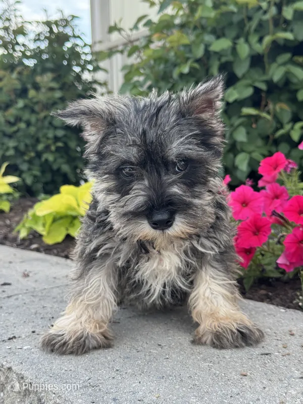 Mc. Donald , a male Miniature Schnauzer for sale in Seneca Falls, NY – 1 of 5