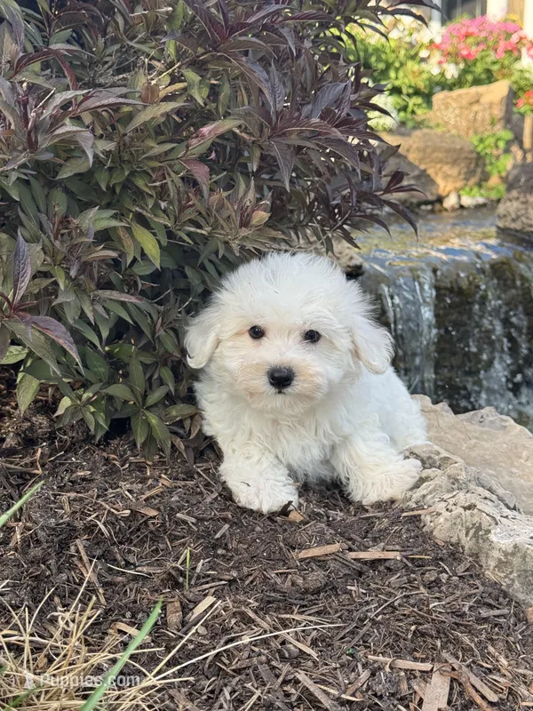 Betsy – Bichon Frise puppy for sale in Seneca Falls, NY