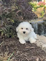 Betsy, a female Bichon Frise for sale in Seneca Falls, NY – 1 of 5
