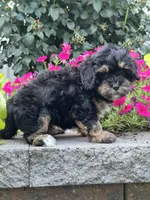 Amelia, a female Lhasapoo for sale in Seneca Falls, NY – 2 of 3