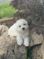 Betsy, a female Bichon Frise for sale in Seneca Falls, NY – 3 of 5