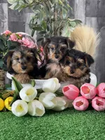 Yimmy , a male Yorkshire Terrier for sale in Seneca Falls, NY – 5 of 6