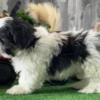 Smokey , a male Shih Tzu for sale in Seneca Falls, NY – Photo 6 of 6