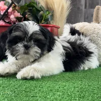 Smokey , a male Shih Tzu for sale in Seneca Falls, NY – Photo 2 of 6