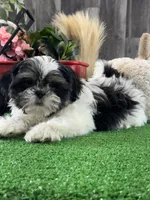 Smokey , a male Shih Tzu for sale in Seneca Falls, NY – Photo 2 of 6