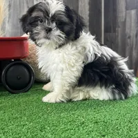 Smokey , a male Shih Tzu for sale in Seneca Falls, NY – Photo 5 of 6