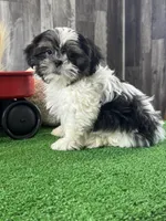 Smokey , a male Shih Tzu for sale in Seneca Falls, NY – Photo 5 of 6