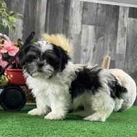 Smokey , a male Shih Tzu for sale in Seneca Falls, NY – Photo 1 of 6