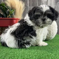 Smokey , a male Shih Tzu for sale in Seneca Falls, NY – Photo 4 of 6