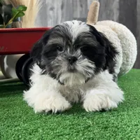 Smokey , a male Shih Tzu for sale in Seneca Falls, NY – Photo 3 of 6