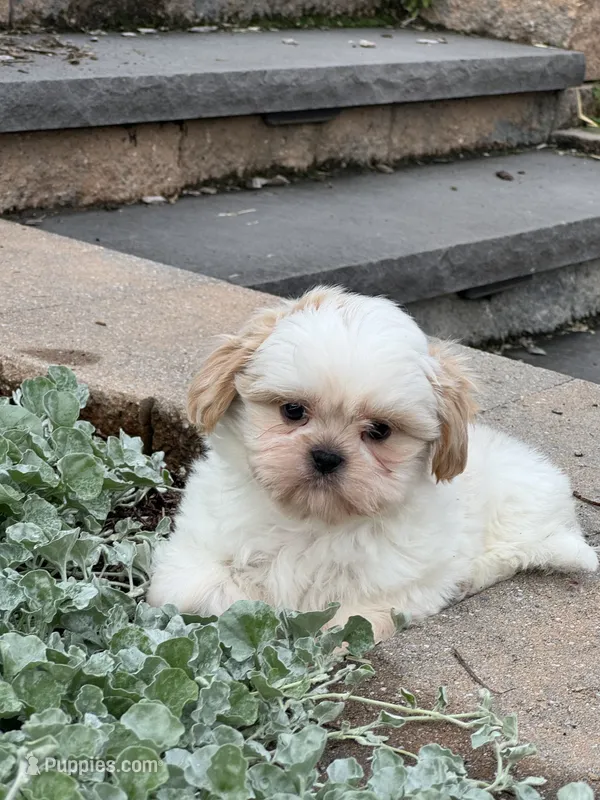 Theo – Shih Tzu puppy for sale in Seneca Falls, NY