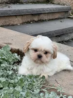 Theo, a male Shih Tzu for sale in Seneca Falls, NY – 1 of 6