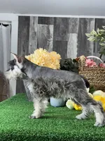 Molly, a female Miniature Schnauzer for sale in Seneca Falls, NY – 3 of 5