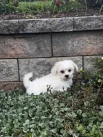 June , a female Shih Tzu and Poodle - Toy  for sale in Seneca Falls, NY – 4 of 7