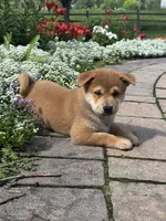Iggy, a male Shiba Inu for sale in Seneca Falls, NY – 4 of 5