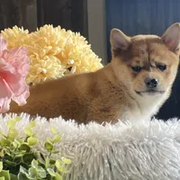 Isabella, a female Shiba Inu for sale in Seneca Falls, NY – Photo 6 of 6