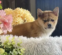 processed/b2119197-3f9a-4f63-9280-386020e49502/listing/a01fff26-08c7-4800-b756-001d315db6b8/2e2cfa7f-416d-4010-a468-b9c46d1ac328