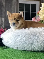 processed/b2119197-3f9a-4f63-9280-386020e49502/listing/a01fff26-08c7-4800-b756-001d315db6b8/c9cd5203-8e03-4455-beb2-1a250194bf66