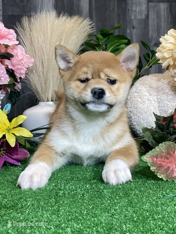 Isabella – Shiba Inu puppy for sale in Seneca Falls, NY