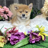 Isabella, a female Shiba Inu for sale in Seneca Falls, NY – Photo 4 of 6