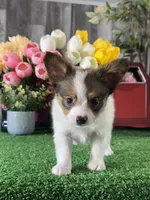 Ricky , a male Papillon for sale in Seneca Falls, NY – 2 of 5