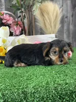 Yanita, a female Yorkshire Terrier for sale in Seneca Falls, NY – 5 of 6