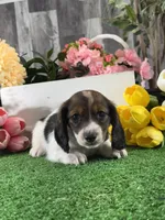 Dominic, a male Miniature Dachshund for sale in Seneca Falls, NY – 5 of 5