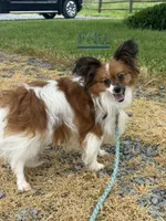 Rusty , a male Papillon for sale in Seneca Falls, NY – 7 of 7