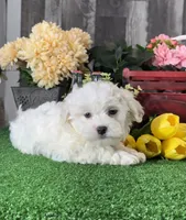 Howie, a male Havanese for sale in Seneca Falls, NY – 3 of 5