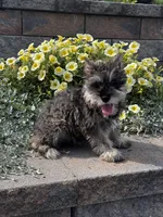 Katie, a female Miniature Schnauzer for sale in Seneca Falls, NY – 3 of 5