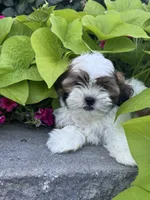 Skylar, a male Shih Tzu for sale in Seneca Falls, NY – 3 of 5