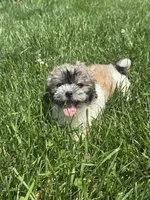 June, a female Bichon Frise and Shih Tzu for sale in Seneca Falls, NY – 4 of 5