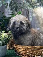 Henry , a male Havanese for sale in Seneca Falls, NY – Photo 2 of 4