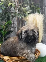 Henry , a male Havanese for sale in Seneca Falls, NY – Photo 4 of 4