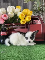 Robin, a female Papillon for sale in Seneca Falls, NY – 2 of 5