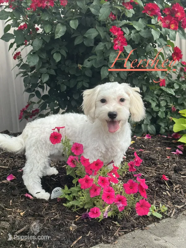 Labanon – Lhasa Apso, Coton de Tulear puppy for sale in Seneca Falls, NY