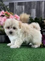 Levi, a male Lhasa Apso and Coton de Tulear for sale in Seneca Falls, NY – Photo 3 of 5