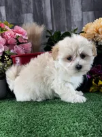 Levi, a male Lhasa Apso and Coton de Tulear for sale in Seneca Falls, NY – Photo 4 of 5