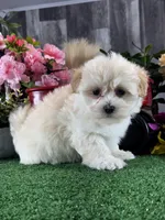 Levi, a male Lhasa Apso and Coton de Tulear for sale in Seneca Falls, NY – Photo 5 of 5