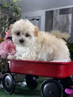 Levi, a male Lhasa Apso and Coton de Tulear for sale in Seneca Falls, NY – Photo 2 of 5