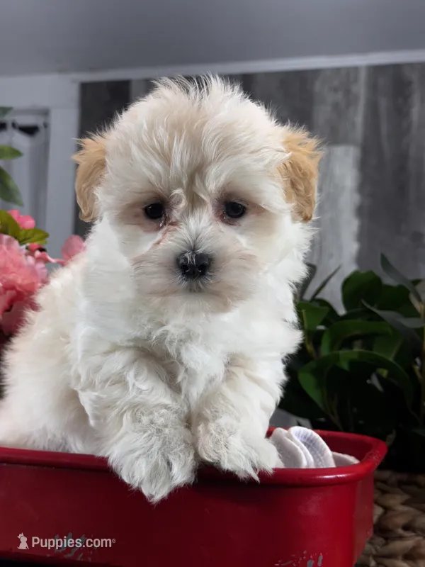 Levi – Lhasa Apso, Coton de Tulear puppy for sale in Seneca Falls, NY